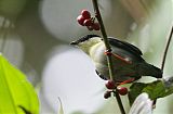 White-bearded Manakin